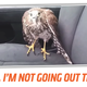 Illustration for article titled Hawk Avoids Hurricane By Taking A Cab
